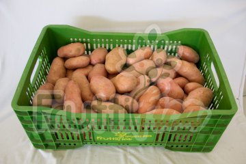 Batata Asterix